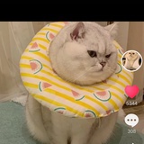 清一色点点猪🐷