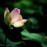 一花一世界