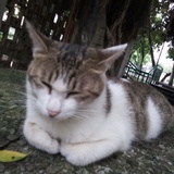 一只专注的黑猫