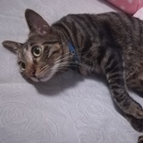 胭脂眉