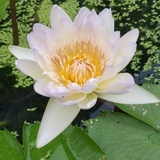 鱼小闲