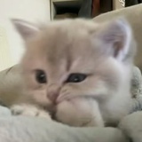 泡芙