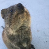 猫眼里的月亮