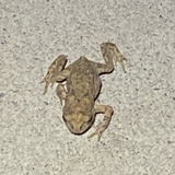科苏梅土匪