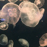 烟灭