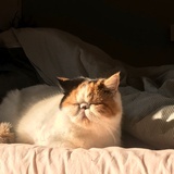 嫖猫阿姨