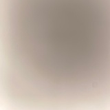 一只猪