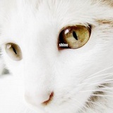 猫阿懒