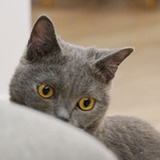 光's猫撒
