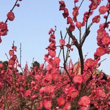 白雪无痕