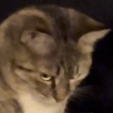 Hibluebee