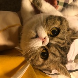 虾饺她姐
