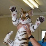 🐯