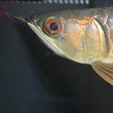 平枝栒