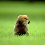 狗三