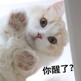 我嗑的CP是假的