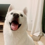 狗子旅行记