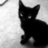 某猫〤猫同学小黑