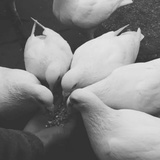 第十五只🐑