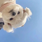 胖达福星胖大海