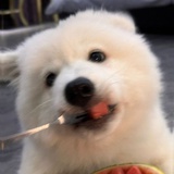 抹茶
