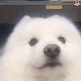 阿纳袋