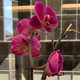 一颗豆芽菜