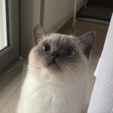 琴弦