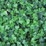 Ivy