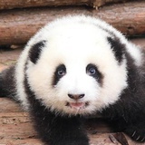 吼吼吼