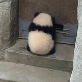 张不软
