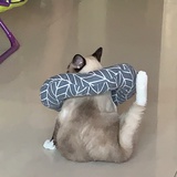 无南北