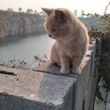 小魔仙的小仙芋