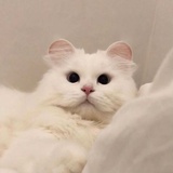 hhhfy