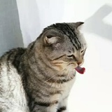 橙色小马甲