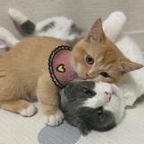 天天baby