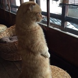 张继科