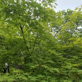 李安乐