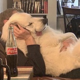PANIIICE