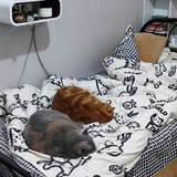 Bj耶耶耶