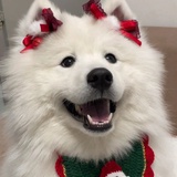 ʕ •ᴥ•ʔ