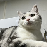 面包人