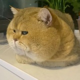 队长是我别开腔