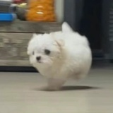 _一个团子