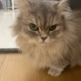 半个桃子