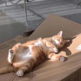 鱼🐟