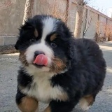 Bobo