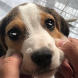 小栗子