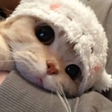 笛嘉嘉