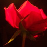 hedone